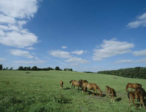 Horses-Field-Laois2